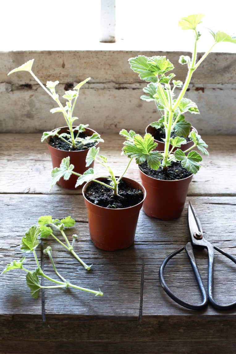 You Mag-May Garden 42267